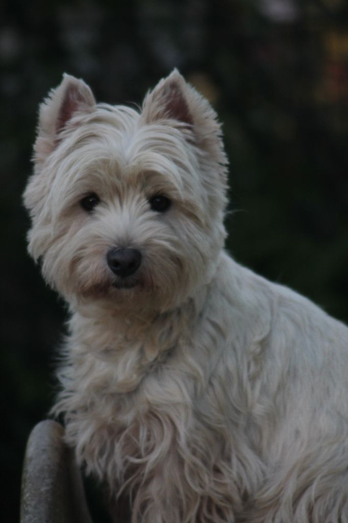 Les West Highland White Terrier de l'affixe Of Itty's Cottage
