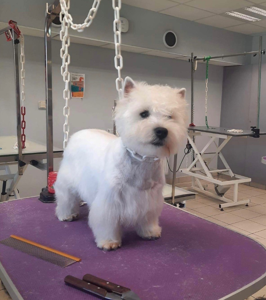 Les West Highland White Terrier de l'affixe Of Itty's Cottage