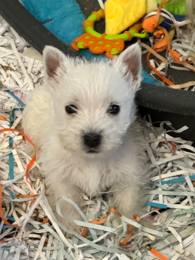 Of Itty's Cottage - Chiot disponible  - West Highland White Terrier