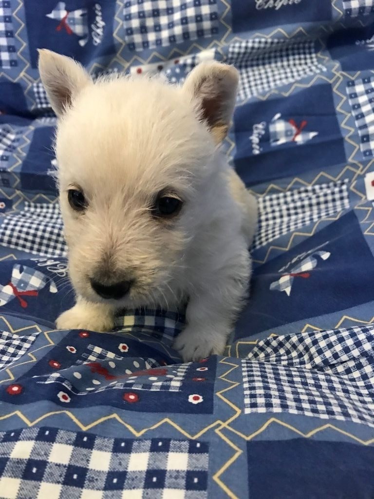 Of Itty's Cottage - Chiot disponible  - Scottish Terrier