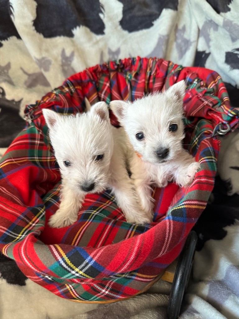 Of Itty's Cottage - Chiot disponible  - West Highland White Terrier