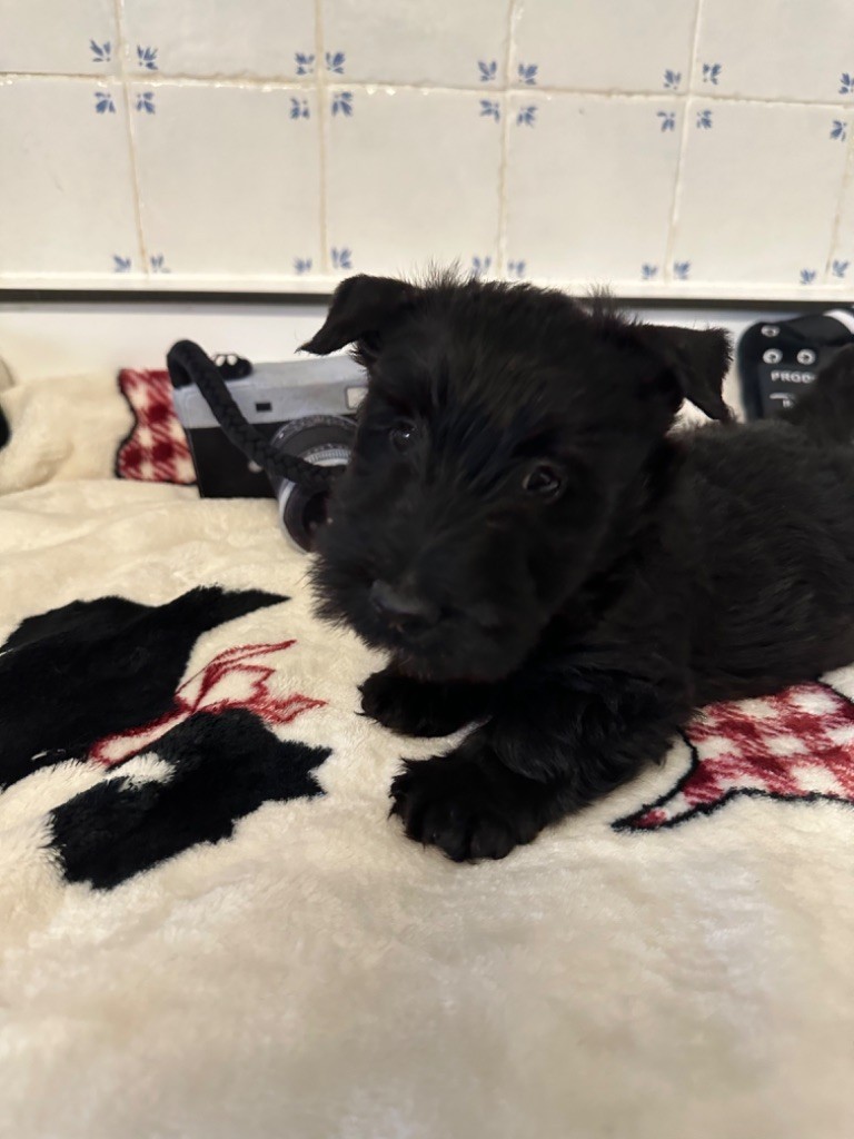 Of Itty's Cottage - Chiot disponible  - Scottish Terrier
