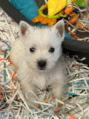 Of Itty's Cottage - West Highland White Terrier - Portée née le 04/04/2024