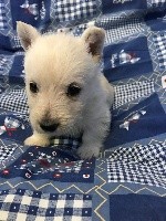 Of Itty's Cottage - Scottish Terrier - Portée née le 25/01/2020