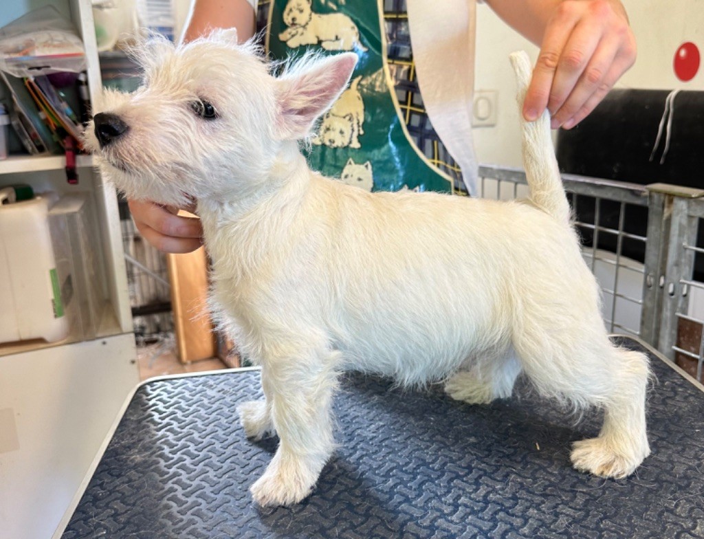 Of Itty's Cottage - Chiot disponible  - West Highland White Terrier