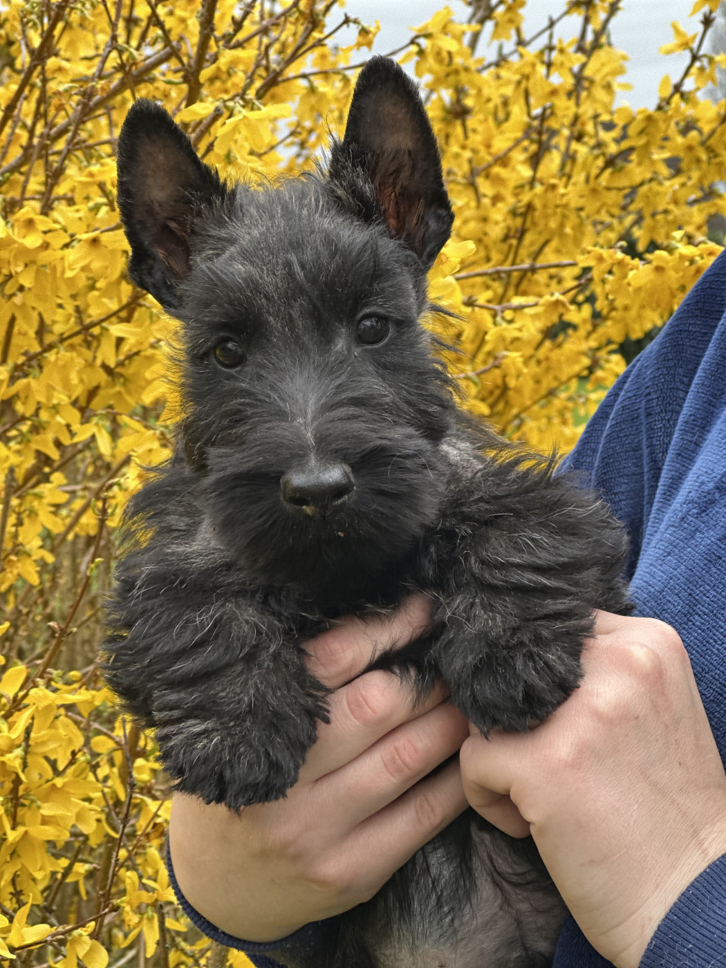Of Itty's Cottage - Chiots disponibles - Scottish Terrier