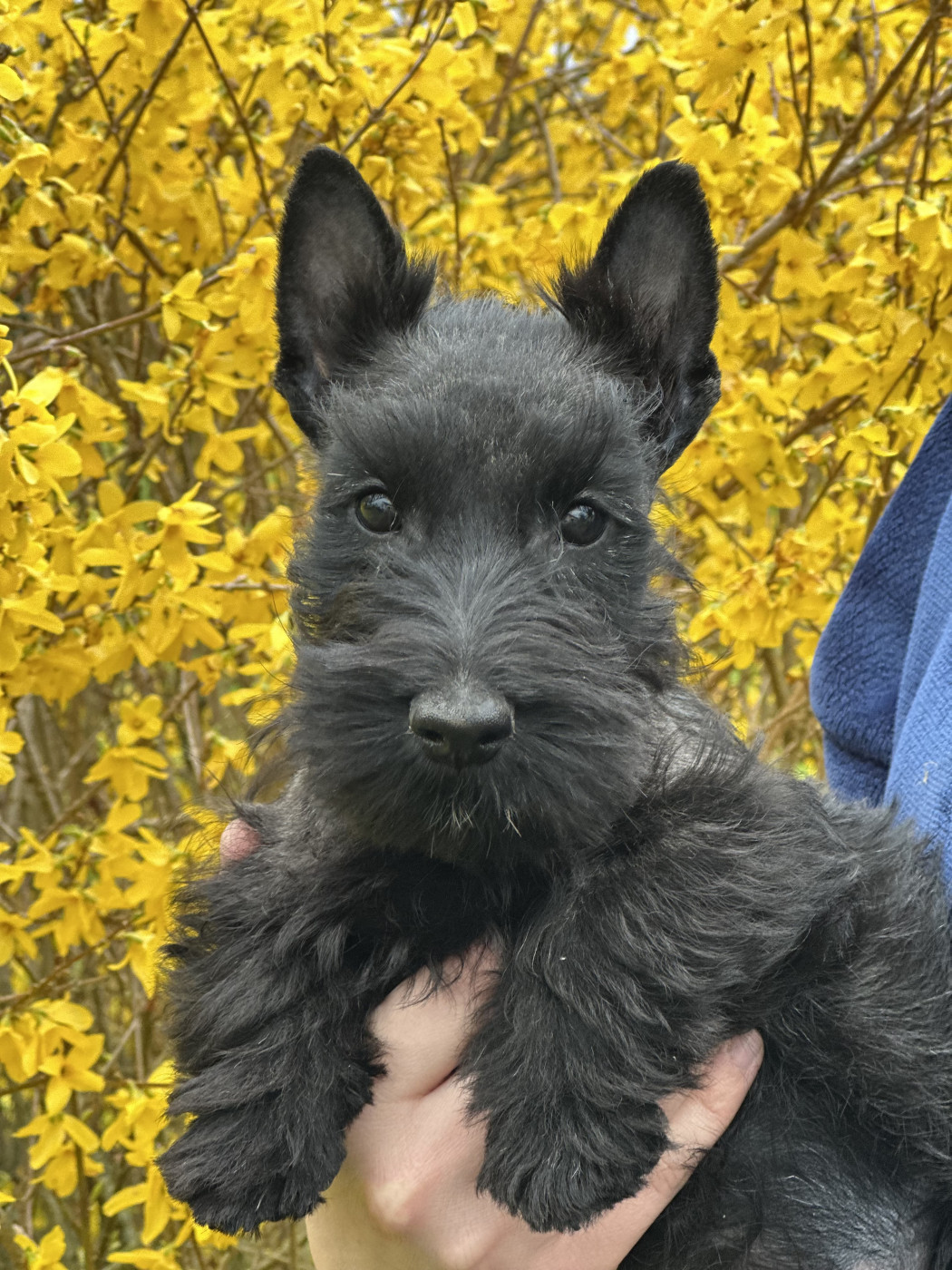 Of Itty's Cottage - Chiots disponibles - Scottish Terrier