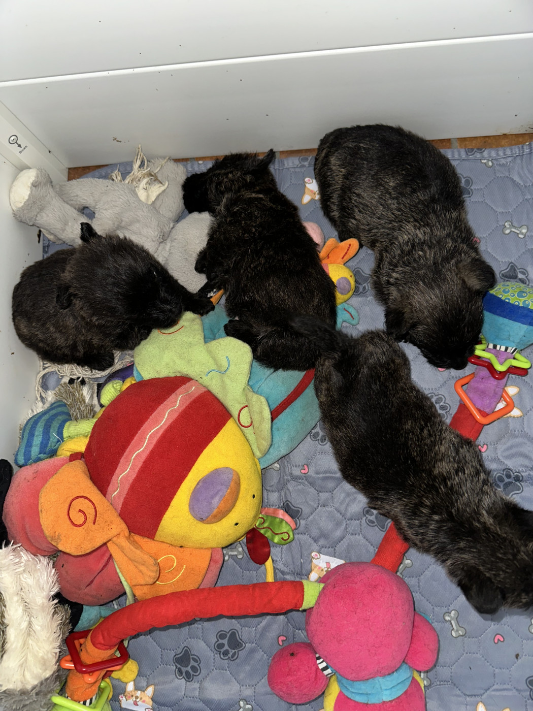 Chiot Scottish Terrier Of Itty's Cottage