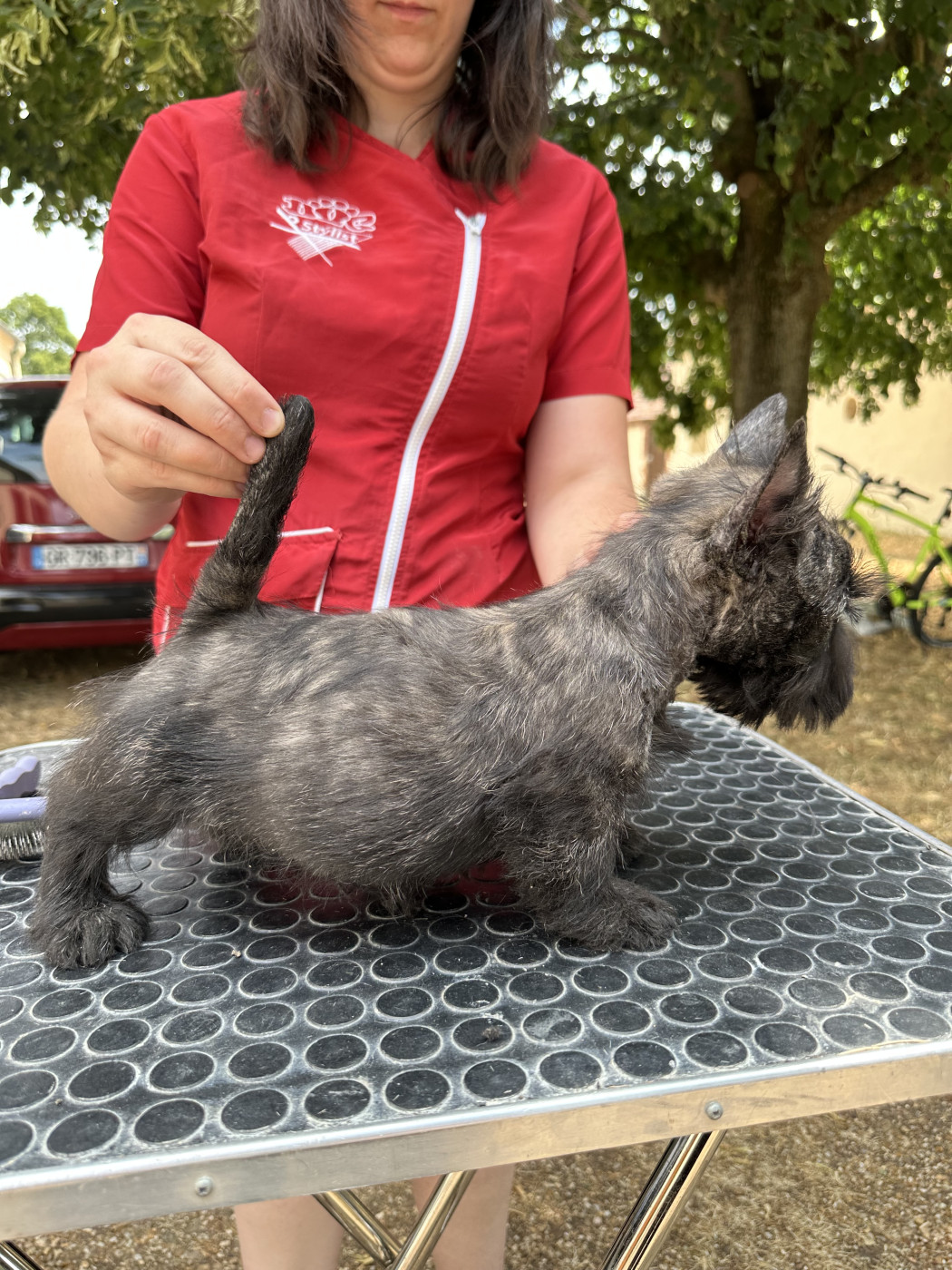 Of Itty's Cottage - Chiots disponibles - Scottish Terrier