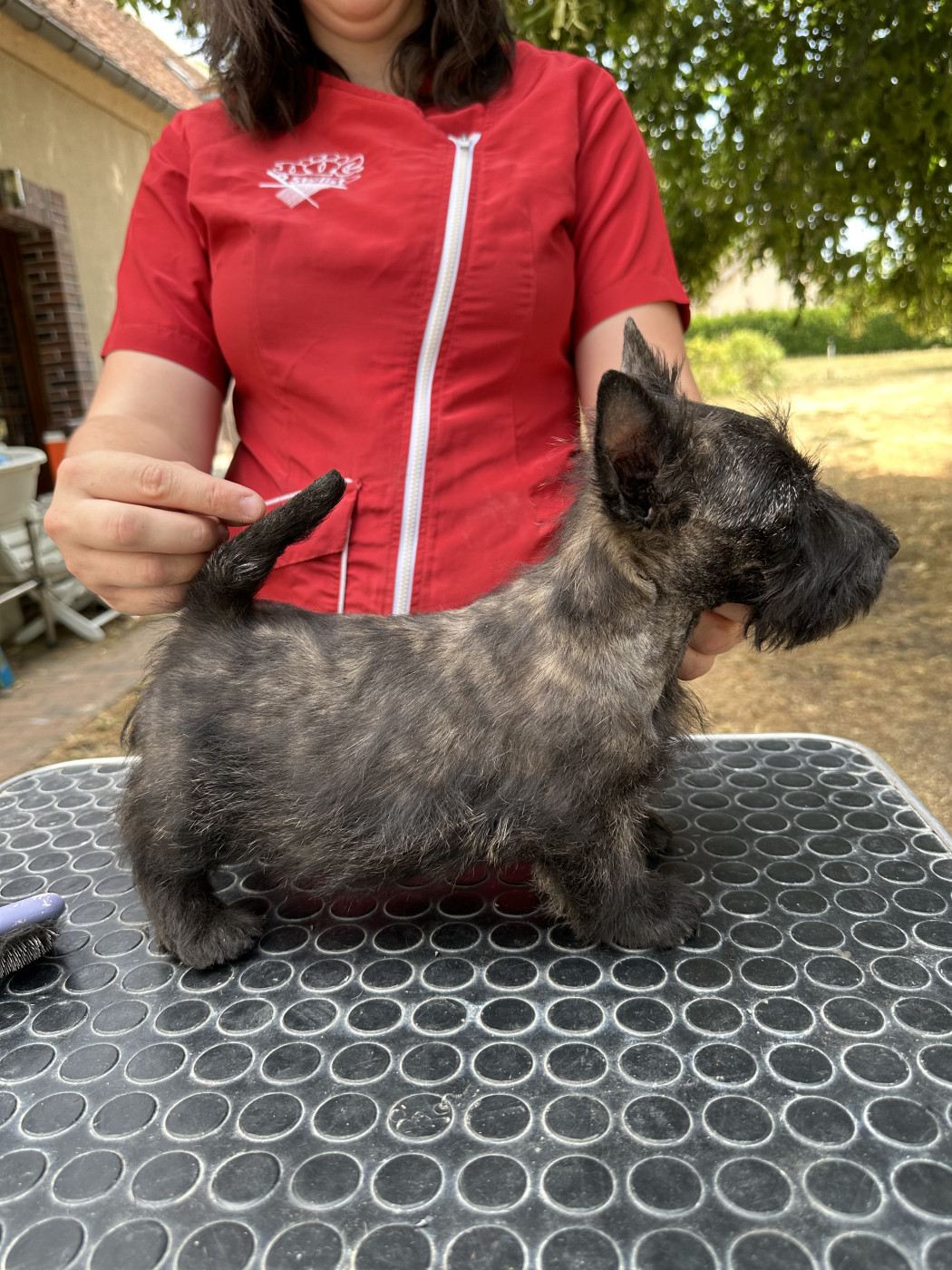 Of Itty's Cottage - Chiots disponibles - Scottish Terrier