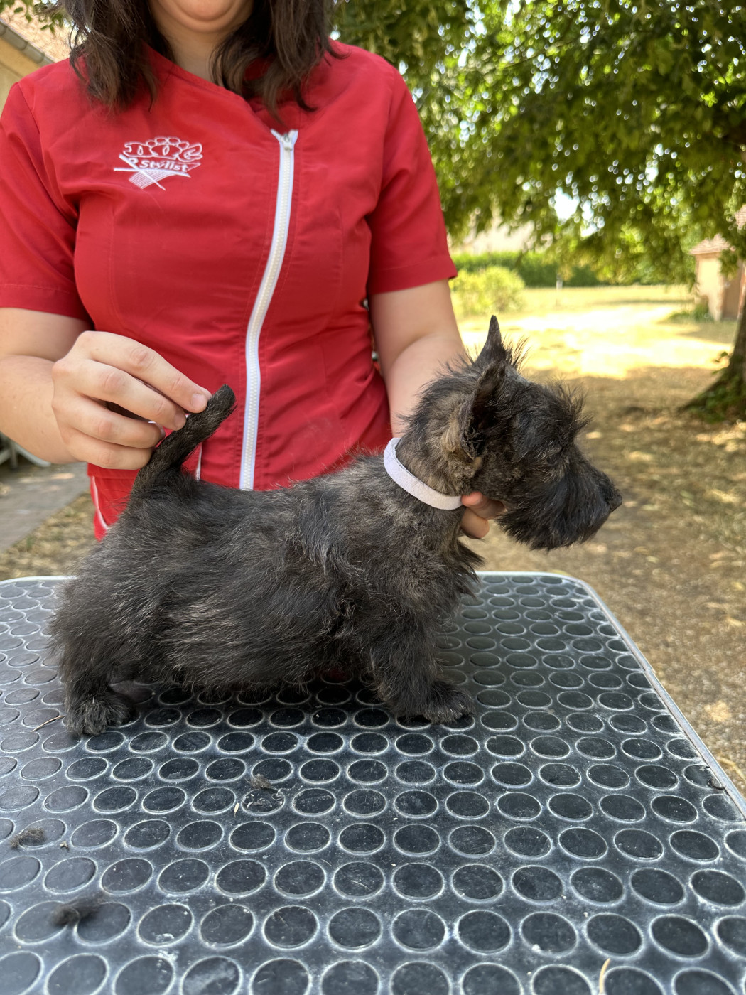 Of Itty's Cottage - Chiots disponibles - Scottish Terrier