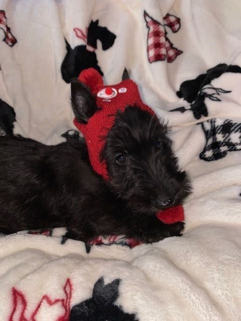 Of Itty's Cottage - Scottish Terrier - Portée née le 30/09/2021